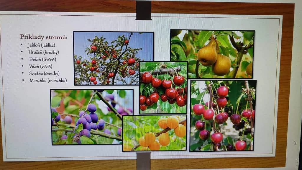 Fotografie z článku: Zahrada pokaždé jinak a vždy krásná