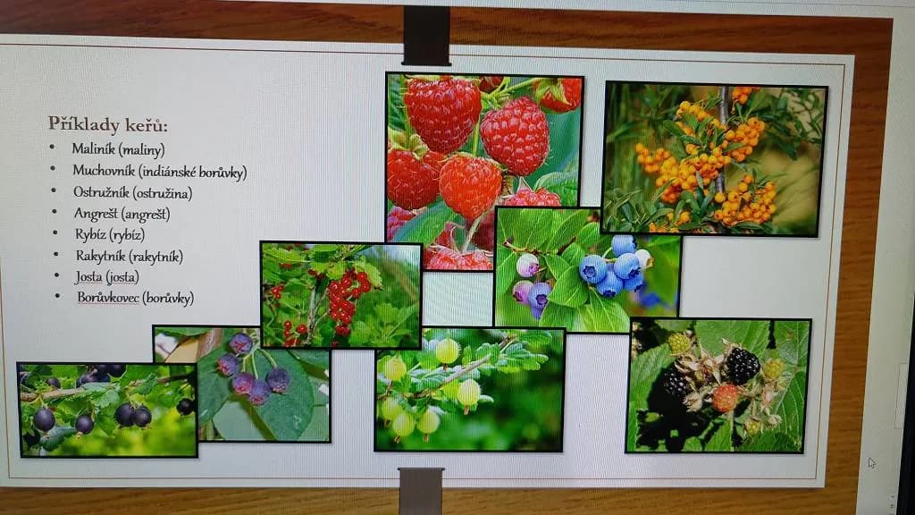 Fotografie z článku: Zahrada pokaždé jinak a vždy krásná