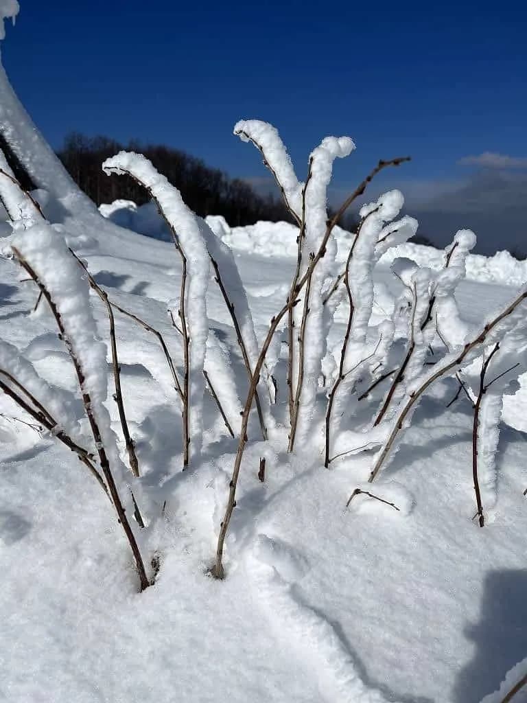 Fotografie z článku: Lyžařský a snowboardový zájezd - Javorový vrch