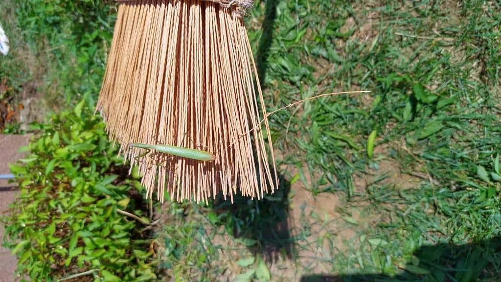 Fotografie z článku: Sedmáci pečují o školní zahradu a jezírko