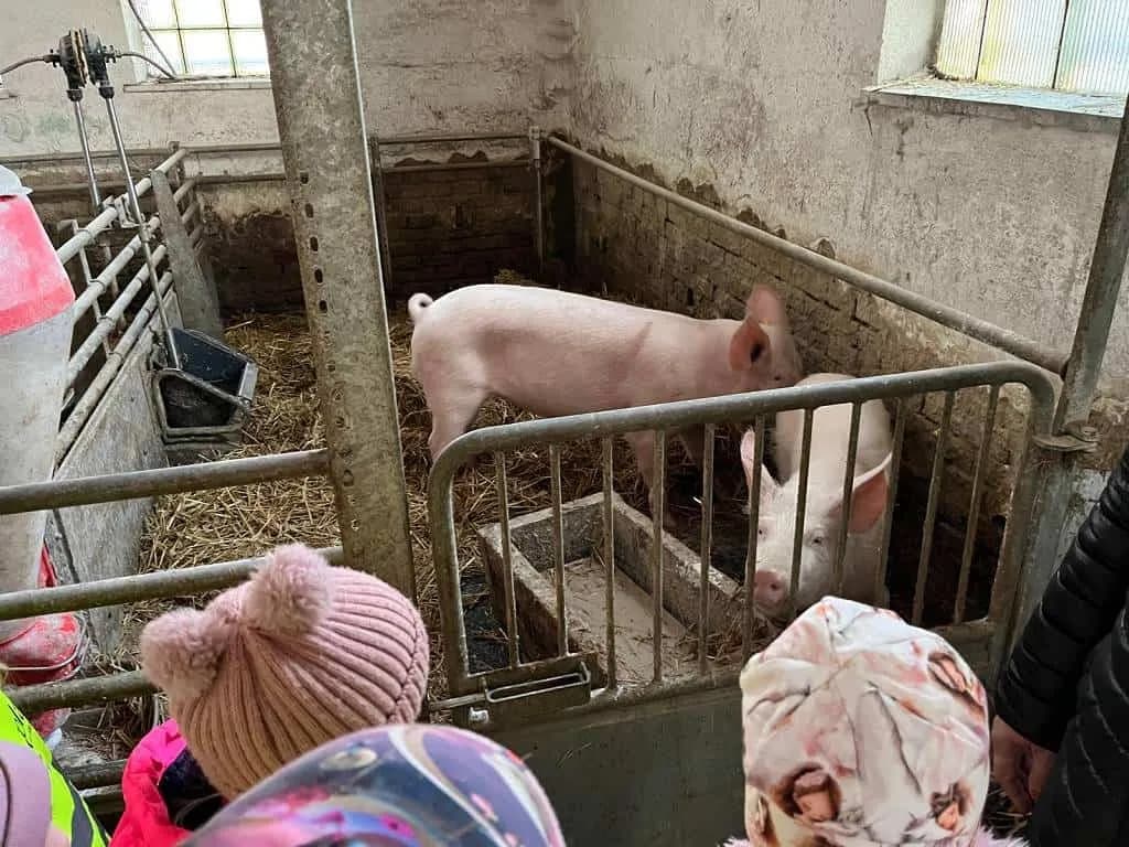 Fotografie z článku: Vánoční výlet za zvířátky - MŠ