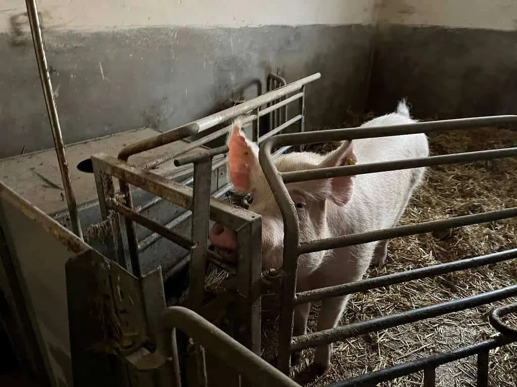 Fotografie z článku: Vánoční výlet za zvířátky - MŠ