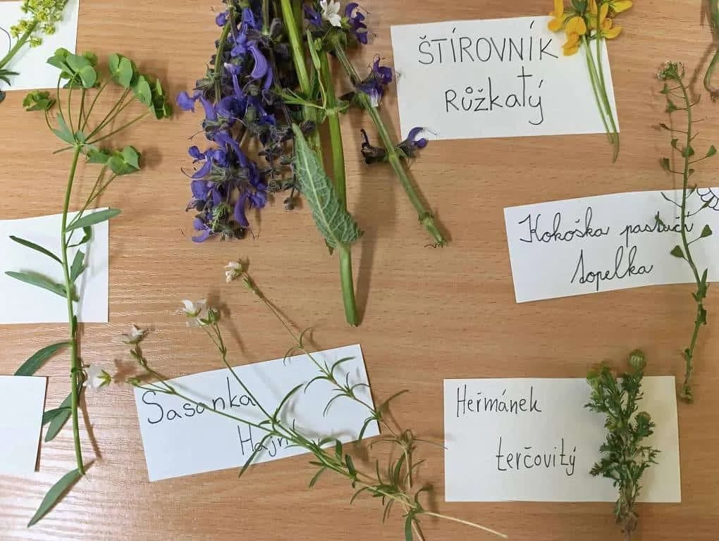 Fotografie z článku: Bylinkový týden u Soviček
