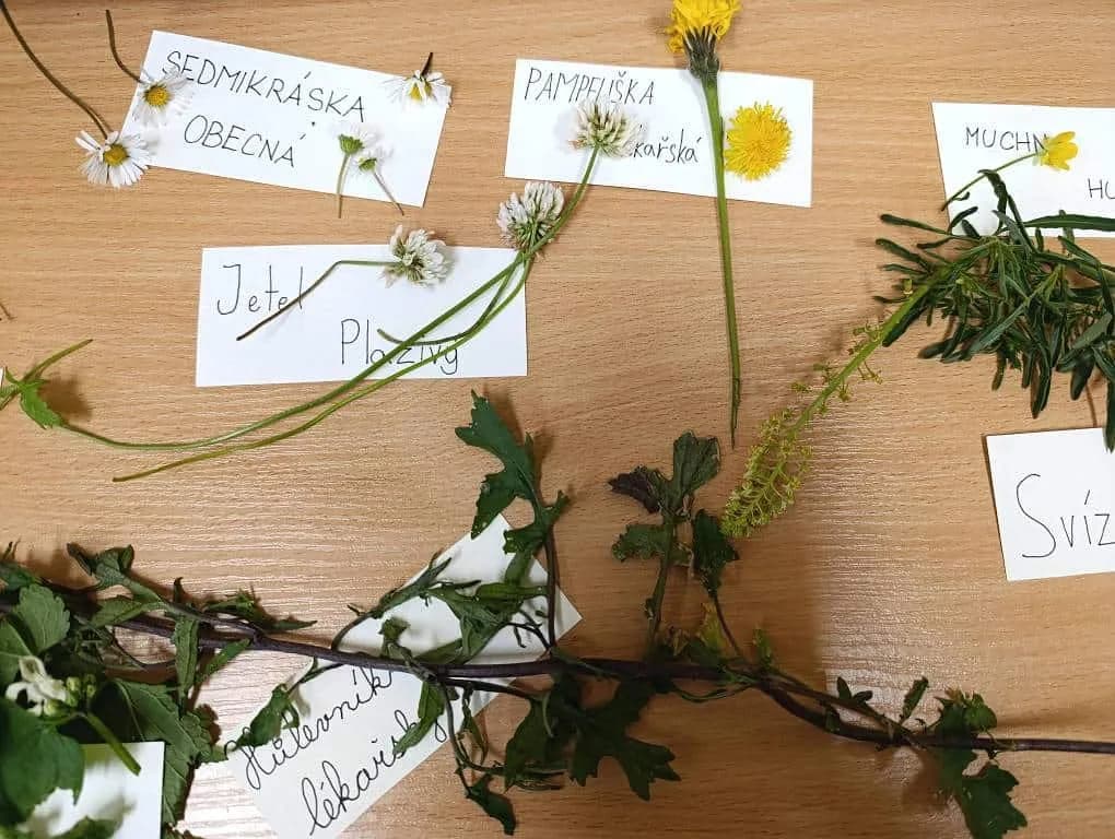 Fotografie z článku: Bylinkový týden u Soviček
