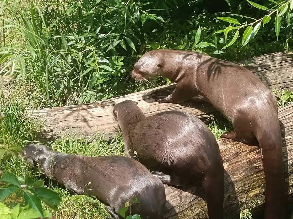 Fotografie z článku: Školka v ZOO