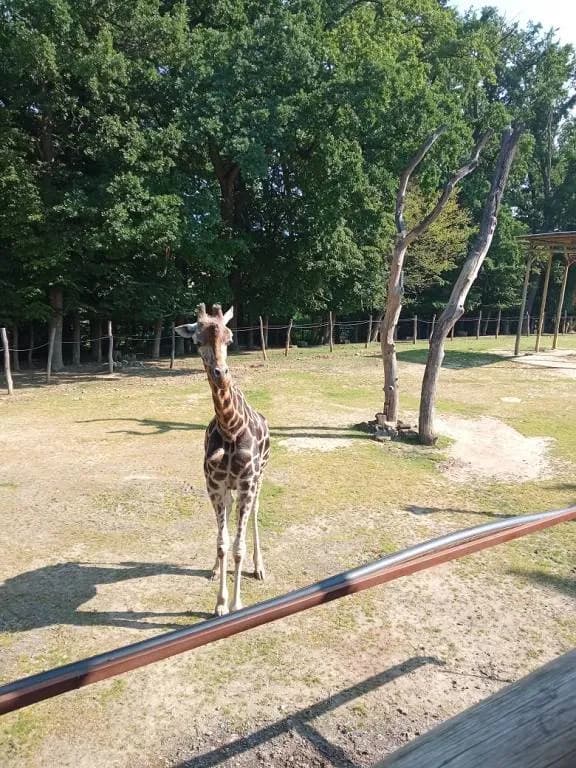 Fotografie z článku: Školka v ZOO