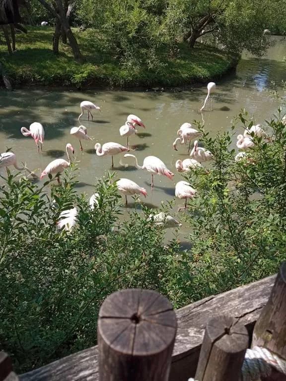 Fotografie z článku: Školka v ZOO