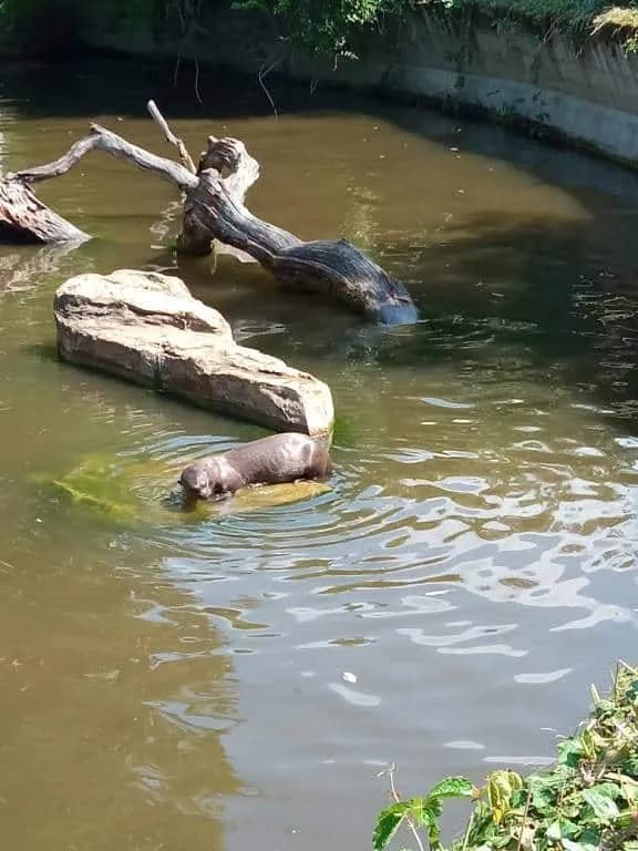 Fotografie z článku: Školka v ZOO