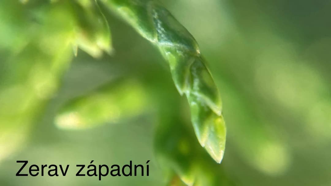 Fotografie z článku: Mobil jako mikroskop