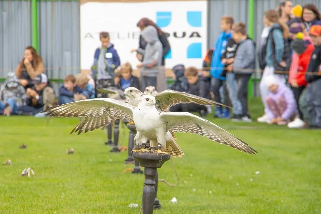 Fotografie z článku: Seiferos - ukázky ze života dravého ptactva