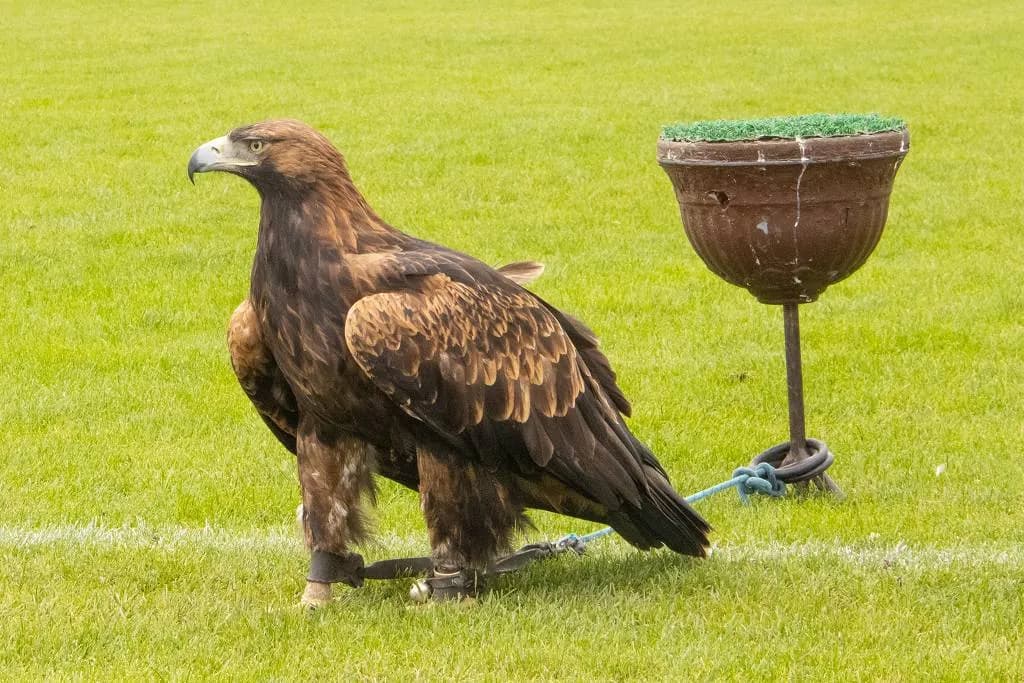Fotografie z článku: Seiferos - ukázky ze života dravého ptactva