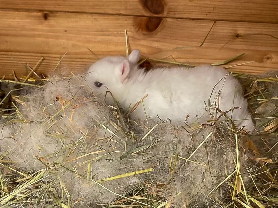 Fotografie z článku: Jarní setkání se zvířátky 🐇