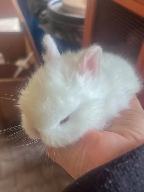 VČELIČKY A BERUŠKY U ZVÍŘÁTEK